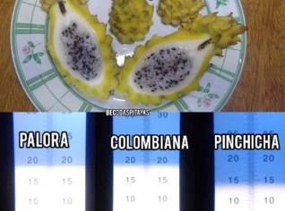 Pitayas Raras: Variedade e Cores Únicas