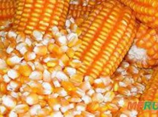 Milho em Grão a Granel e Triturado - 50 kg