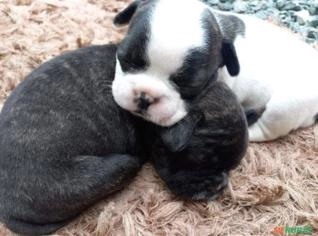 Filhotes de Bulldog Francês Fêmeas - 40 Dias
