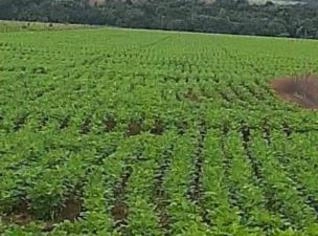 Terreno à Venda em Itaituba - 1.000 Hectares com Casa