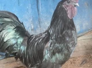 Conjunto de Aves - 1 Galo e 2 Galinhas Ayam Cemani
