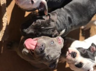 Filhotes de American Bully Pocket com Pedigree