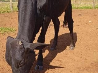 Lote 22 Garrotes Cruzados com Média de 10@