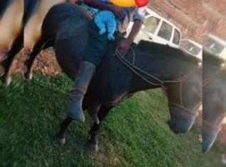 Cavalo pitiço manso e rápido para laçadas e lida