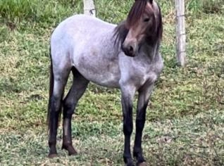 Potro Mangalarga Marchador - Vende-se