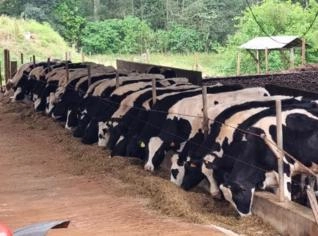 Animais com Genética Excepcional à Venda