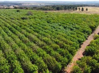 Fazenda à Venda em Prata - 180 Hectares