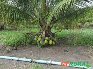 Mudas de Coco Anão Legítimas para Plantio