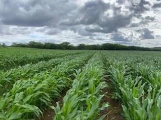 Silagem de Milho Híbrido de Alta Nutrição - Canudos BA
