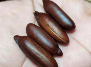 Sementes de Cumaru Premium - 1 Kg