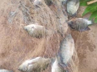 Tilápia 600g - 2,5 Toneladas à Venda