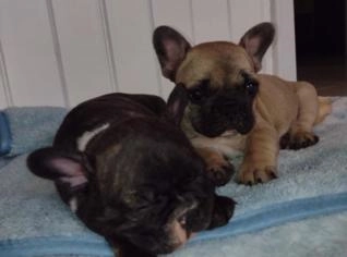 Buldogue Francês - Duas Fêmeas Disponíveis