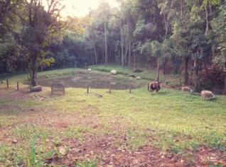 Sítio com Estrutura para Confinamento em Lapa PR