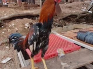 Galo Índio de Raça com 9 Meses - Excelente Estado