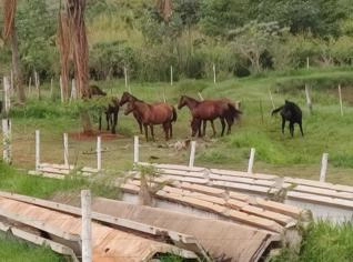 Égua e potro à venda - Cravinhos, SP