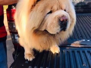 Filhote de Chow Chow à Venda - Lindo e Saudável