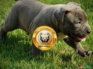 American Bully Puro com Documentação e Garantias