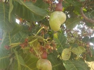 Castanha de Caju In Natura - Qualidade em Ocara