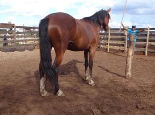 Cavalo Quarto de Milha Dócil e Imponente
