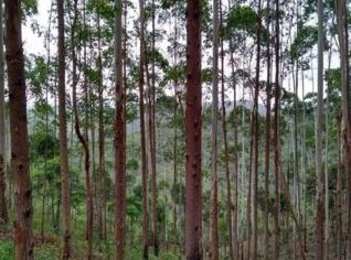 Fazenda com Eucaliptos à Venda em MG