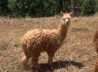Lhamas e Alpacas à Venda - Dóceis e Adaptáveis