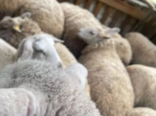 Venda de 29 Carneiros Bem Cuidaddos em Irati - PR