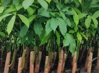 Mudas de Seringueira - Enxerto RRIM 600 e IAC 502