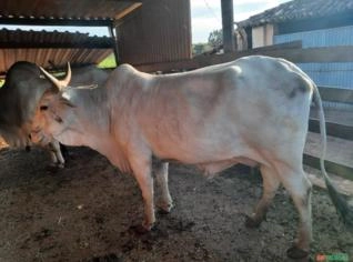 Vaca Nelore Prenhe com Bezerra à Venda em Limeira-SP