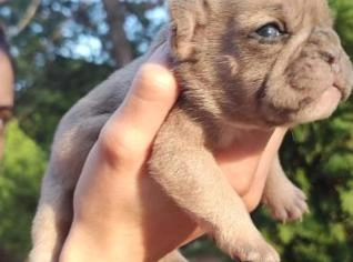 Filhotes de Bulldog Francês de Alta Qualidade