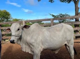 Touro Nelore Mocho PO para Melhoramento Genético