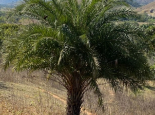 Tamareira Phoenix dactylifera - Palmeiras e Frutas