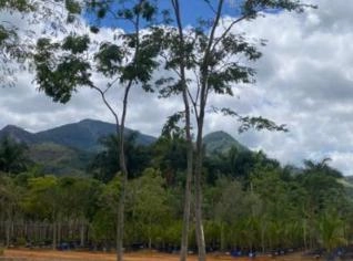 Mudas de Pau Ferro - Libidibia ferrea