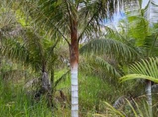 Palmeira Pescoço Marrom - Crescimento Rápido