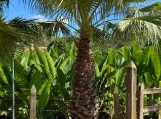 Palmeira Washingtonia Estilo e Elegância para Paisagismo
