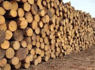 Toras de Pinus Taeda para Venda