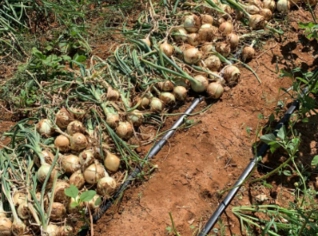 Parceria para Plantar Cebola em Ourolândia, BA