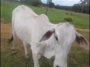 Novilhas Nelore de Qualidade à Venda