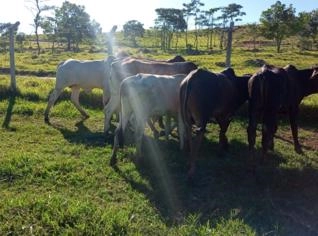 Garrotes Mestiços Nelore à Venda