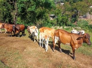 10 Vacas Mestiças com Bezerros - Jacareí SP
