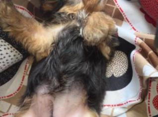 Filhotes de Yorkshire - Cachorro Pequeno