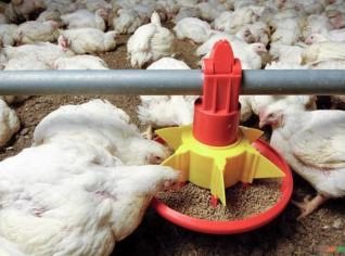 Comedouro Automático para Aviários - Revisado
