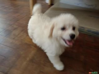 Filhote de Poodle Disponível - 60 Dias