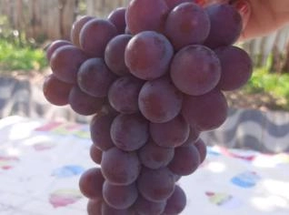 Uva Niágara Rosada Fresca - Direto do Produtor