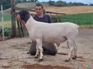 Reprodutor Dorper Macho Chefe de Rebanho