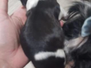 Filhotes de Shihtzu - Macho e Fêmea Disponíveis