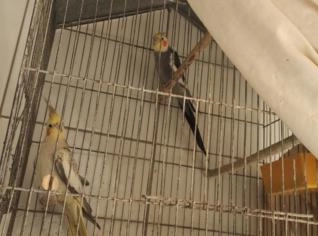Casal de Calopsita com Viveiro à Venda