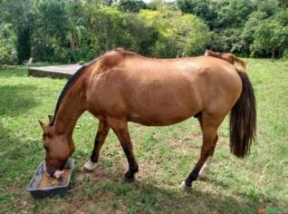 Cavalo Crioulo à Venda com Documentos