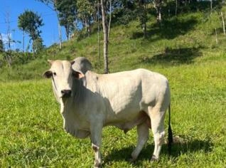 Touro Nelore PO - Genética Superior e Rustico