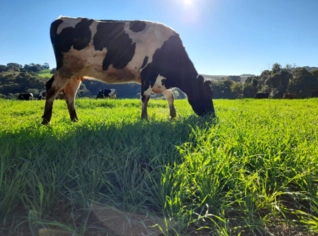 Jersey Holandês - Vacas Lactantes e Novilhas