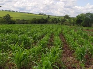 Chácara de 25 hectares com nascente no Paraguai